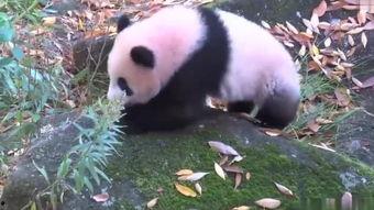 熊猫拍摄花絮,幕后拍摄花絮曝光