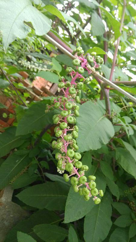 有关刺花的资料